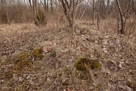 Attēlu rezultāti vaicājumam “Dicranum polysetum sporophyte”