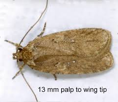 Attēlu rezultāti vaicājumam “Agonopterix ciliella”