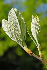 Attēlu rezultāti vaicājumam “Sorbus aria”