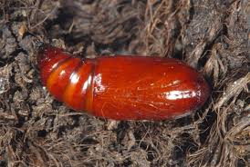 Attēlu rezultāti vaicājumam “Actinotia polyodon”