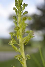 Attēlu rezultāti vaicājumam “Listera ovata bud”