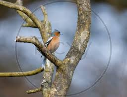 Attēlu rezultāti vaicājumam “Fringilla coelebs nest”
