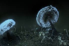 Attēlu rezultāti vaicājumam “Didymium megalosporum spores”