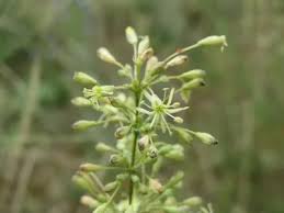 Attēlu rezultāti vaicājumam “Silene otites fruit”