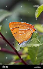 Attēlu rezultāti vaicājumam “Thecla betulae underside”