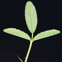 Attēlu rezultāti vaicājumam “Melilotus officinalis leaf”