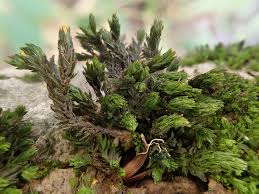 Attēlu rezultāti vaicājumam “Orthotrichum, Nyholmiella”