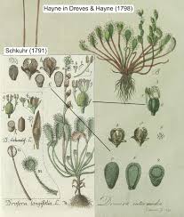 Image result for Drosera