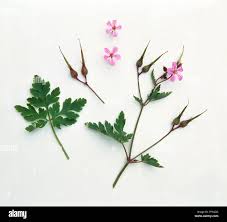 Attēlu rezultāti vaicājumam “Geranium robertianum flower”