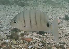 Image result for Diplodus cadenati