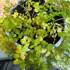 Attēlu rezultāti vaicājumam “Lysimachia nummularia leaf”