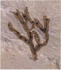 Attēlu rezultāti vaicājumam “Pohlia cruda sporophyte”