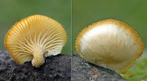 Attēlu rezultāti vaicājumam “Lentinus suavissimus”