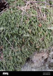 Attēlu rezultāti vaicājumam “Isothecium alopecuroides”