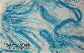 Attēlu rezultāti vaicājumam “Thelopsis rubella”