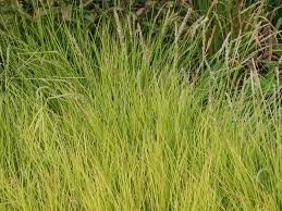 Attēlu rezultāti vaicājumam “Sesleria caerulea fruit”