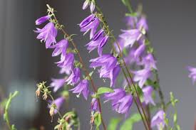 Image result for Glockenblumen