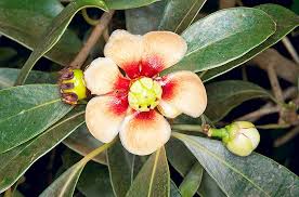 Attēlu rezultāti vaicājumam “Clusiaceae”