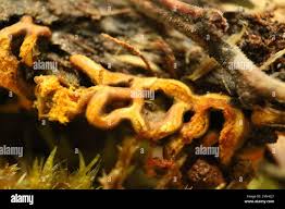 Attēlu rezultāti vaicājumam “Hemitrichia serpula macro”