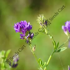 Attēlu rezultāti vaicājumam “Medicago”