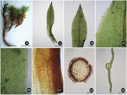 Attēlu rezultāti vaicājumam “Barbula convoluta sporophyte”