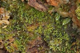 Attēlu rezultāti vaicājumam “Riccardia palmata”