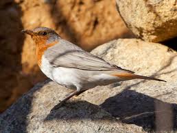 Image result for Turdus ruficollis