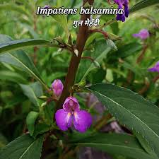Image result for Impatiens balsamina