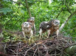Attēlu rezultāti vaicājumam “Accipiter gentilis nest”