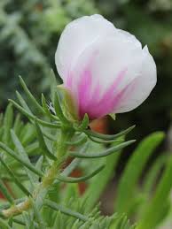 Attēlu rezultāti vaicājumam “Portulacaceae”