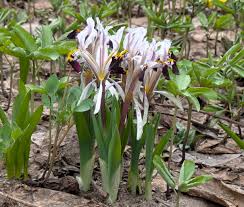 Attēlu rezultāti vaicājumam “Iris rosenbachiana flower”