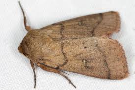 Attēlu rezultāti vaicājumam “Mythimna turca”