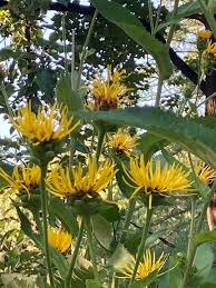 Attēlu rezultāti vaicājumam “Inula helenium leaf”