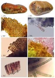 Attēlu rezultāti vaicājumam “Hildenbrandia rivularis”