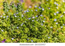 Attēlu rezultāti vaicājumam “Veronica filiformis bud”