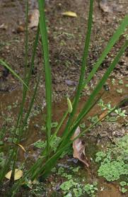 Attēlu rezultāti vaicājumam “Acoraceae”