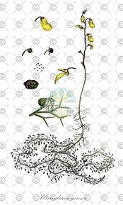 Attēlu rezultāti vaicājumam “Utricularia minor leaf”