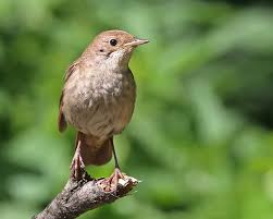 Image result for Luscinia luscinia