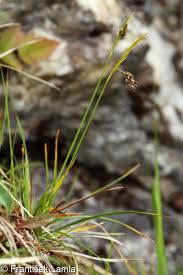 Attēlu rezultāti vaicājumam “Carex capillaris”