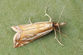 Attēlu rezultāti vaicājumam “Crambus pratella”