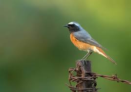 Attēlu rezultāti vaicājumam “Phoenicurus phoenicurus male”