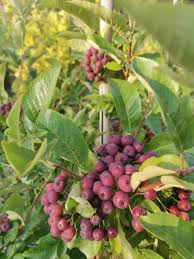 Attēlu rezultāti vaicājumam “x Sorbaronia fallax”