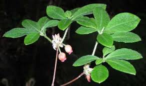 Attēlu rezultāti vaicājumam “Menziesia ferruginea”