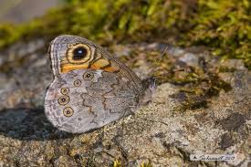 Attēlu rezultāti vaicājumam “Lasiommata petropolitana”