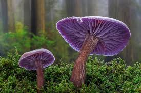 Attēlu rezultāti vaicājumam “Laccaria amethystina”