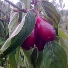 Attēlu rezultāti vaicājumam “Cornus mas fruit”