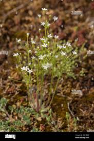 Attēlu rezultāti vaicājumam “Androsace septentrionalis”
