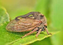 Attēlu rezultāti vaicājumam “Centrotus cornutus”