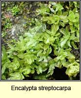 Attēlu rezultāti vaicājumam “Encalypta streptocarpa”