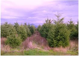 Attēlu rezultāti vaicājumam “Pseudotsuga menziesii var. glauca”